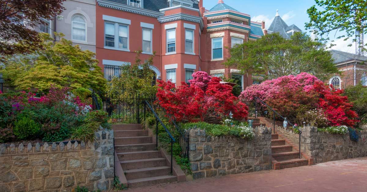 Rowhouse gardens in bloom, Washington D.C.